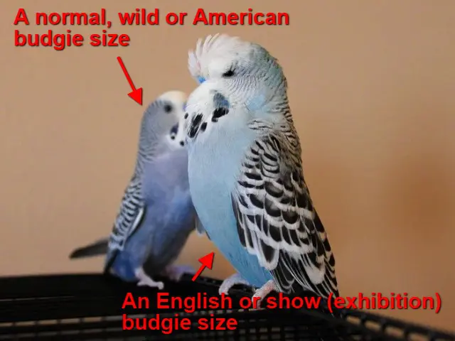 Budgie Origin: 1805-Present Step By Step History, Origins, Migrations