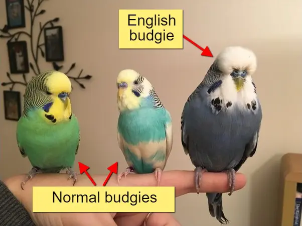 Budgie Origin: 1805-Present Step By Step History, Origins, Migrations