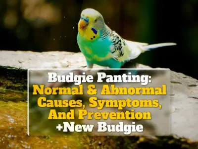 Budgie Panting: Normal & Abnormal Causes, Symptoms, And Prevention +New Budgie