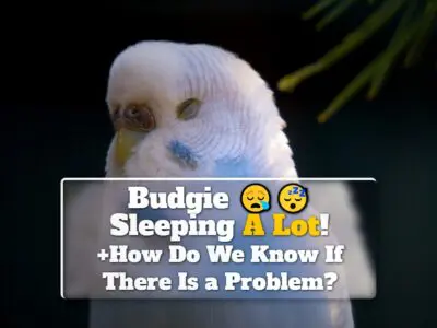 Budgie Sleeping A Lot! +How Do We Know If There Is a Problem?
