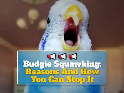 Budgie Squawking: Reasons And How You Can Stop It