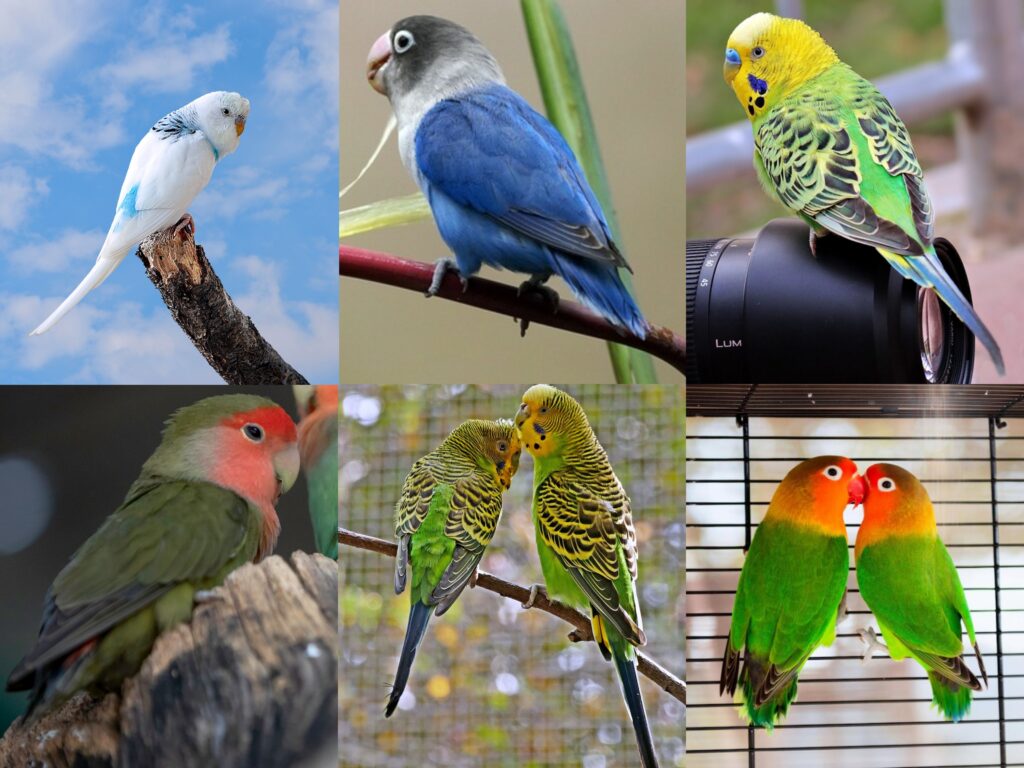 Budgie Vs Lovebird: Is Budgie A Lovebird? Which One To Choose? Live Together? +Appearance, Behavior, Color, Size