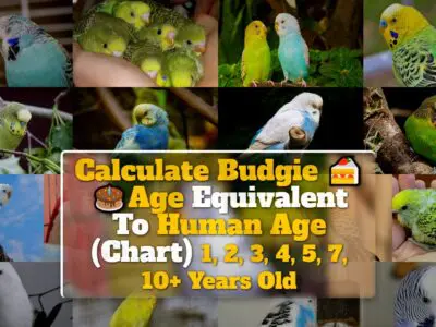Calculate Budgie Age Equivalent To Human Age (Chart) 1, 2, 3, 4, 5, 7, 10+ Years Old