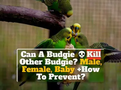 Can A Budgie Kill Other Budgie? Male, Female, Baby +How To Prevent?