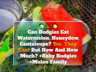 Can Budgies Eat Watermelon, Honeydew, Cantaloupe? Yes, They Can! But How And How Much? +Baby Budgies +Melon Family
