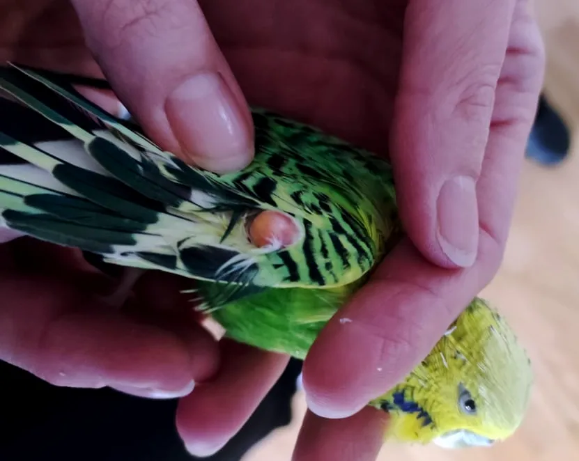 Can Budgies Get Cancer And Tumors? +Symptoms, Causes, Types, Treatment, Diagnose
