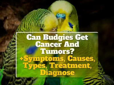 Can Budgies Get Cancer And Tumors? +Symptoms, Causes, Types, Treatment, Diagnose