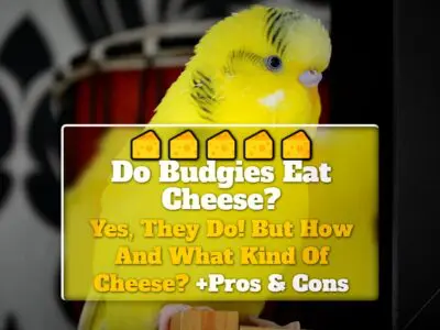 Do Budgies Eat Cheese? Yes, They Do! But How And What Kind Of Cheese? +Pros & Cons