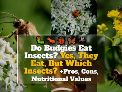 Do Budgies Eat Insects? Yes, They Eat, But Which Insects? +Pros, Cons, Nutritional Values