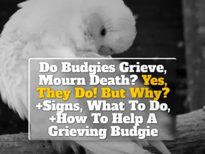 Do Budgies Grieve, Mourn Death? Yes, They Do! But Why? +Signs, What To Do, +How To Help A Grieving Budgie