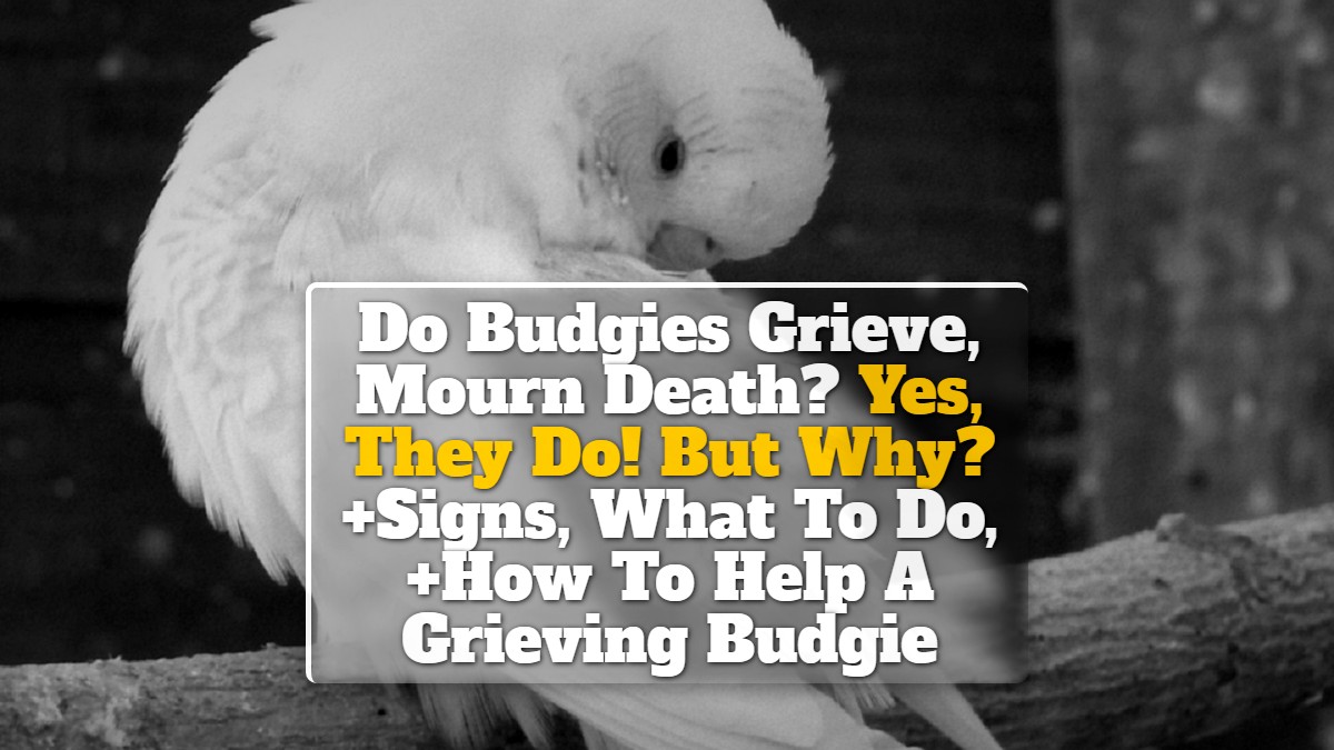 Do Budgies Grieve, Mourn Death? Yes, They Do! But Why? +Signs, What To