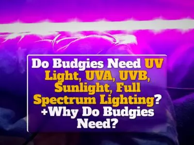 Do Budgies Need UV Light, UVA, UVB, Sunlight, Full Spectrum Lighting? +Why Do Budgies Need?
