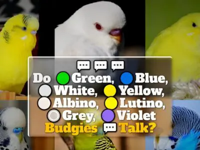 Do Green, Blue, White, Yellow, Albino, Lutino, Grey, Violet Budgies Talk?