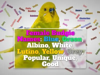 Female Budgie Names: Blue, Green, Albino, Lutino, Yellow, White, Grey, Popular, Unique, Good