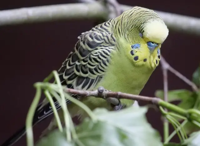 Green Budgies: Light, Dark, Olive, Gray, Lutino Varieties +Special Photos