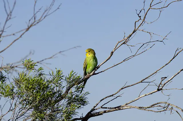 Green Budgies: Light, Dark, Olive, Gray, Lutino Varieties +Special Photos