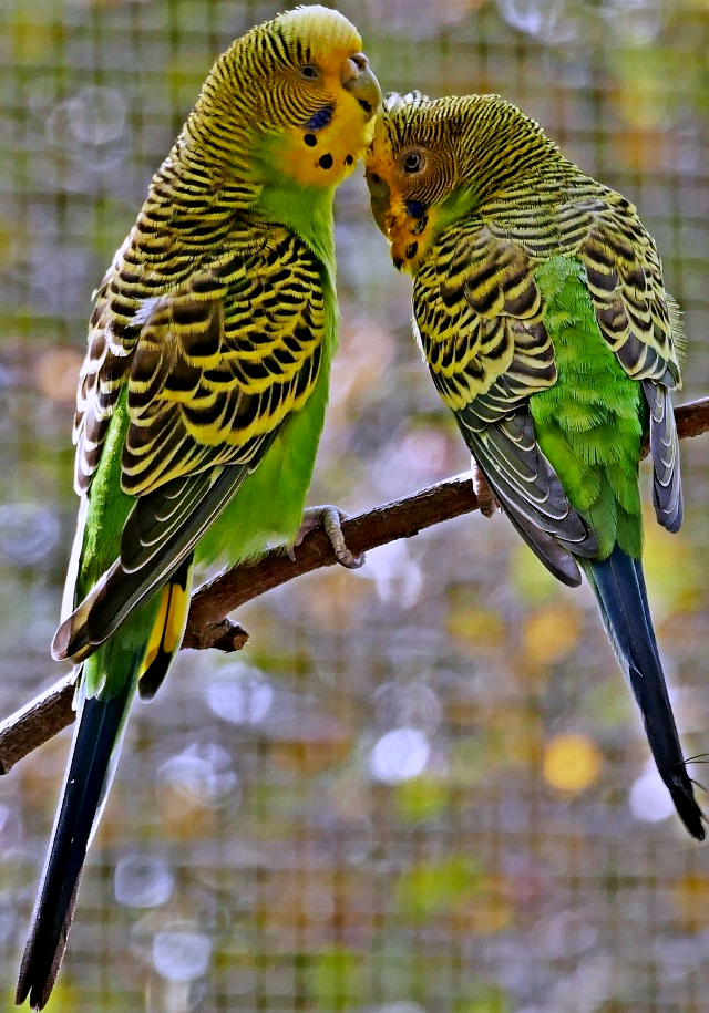 Green Budgies: Light, Dark, Olive, Gray, Lutino Varieties +Special Photos