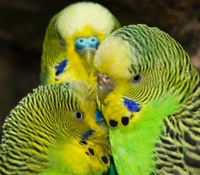 Green Budgies: Light, Dark, Olive, Gray, Lutino Varieties +Special Photos