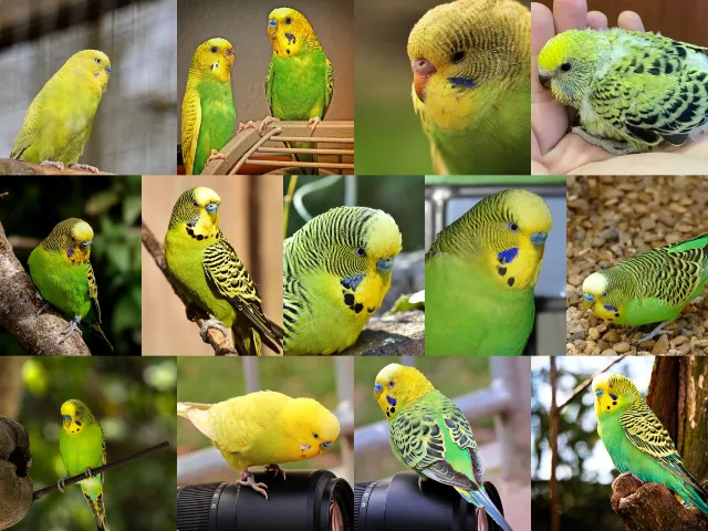 Green Budgies: Light, Dark, Olive, Gray, Lutino Varieties +Special Photos