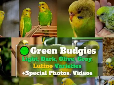 Green Budgies: Light, Dark, Olive, Gray, Lutino Varieties +Special Photos
