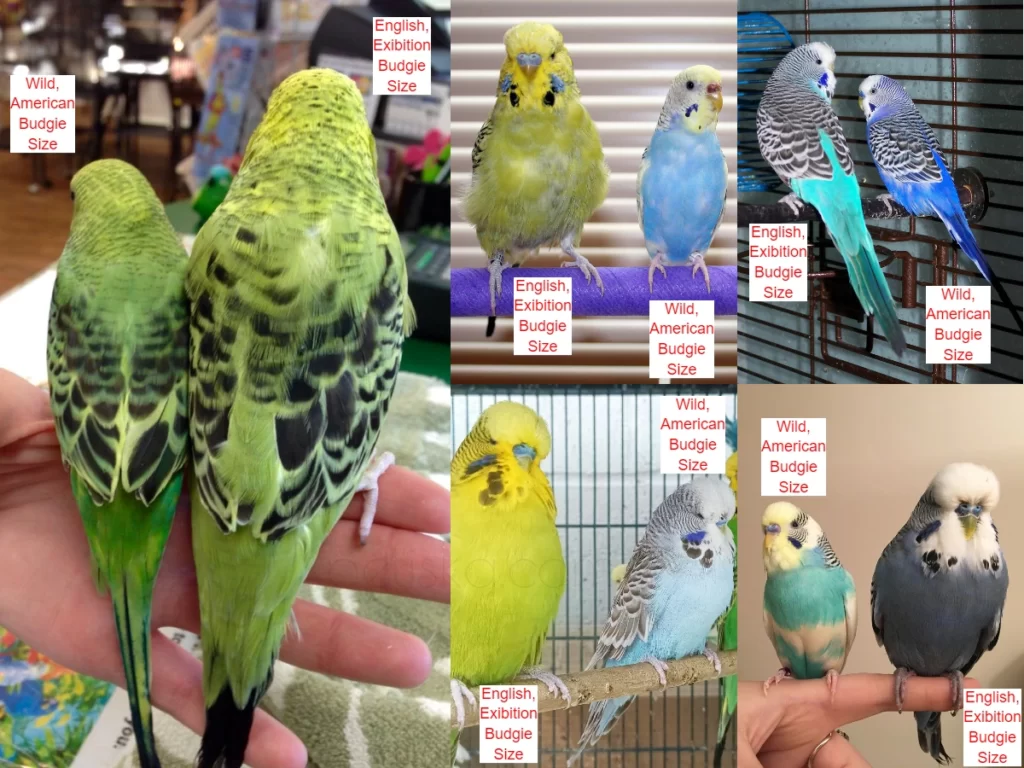 How Big Do Budgies Get? +Photos +Average Size +Wild, English, American, Male, Female Budgies, Size, Weight