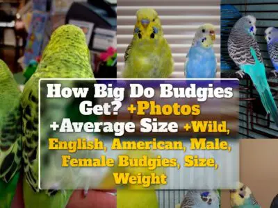 How Big Do Budgies Get? +Photos +Average Size +Wild, English, American, Male, Female Budgies, Size, Weight