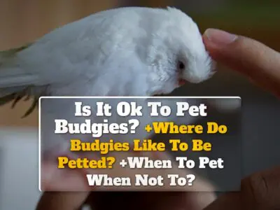 Is It Ok To Pet Budgies? +Where Do Budgies Like To Be Petted? +When To Pet When Not To?