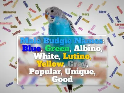 Male Budgie Names: Blue, Green, Albino, Lutino, Yellow, White, Grey, Popular, Unique, Good
