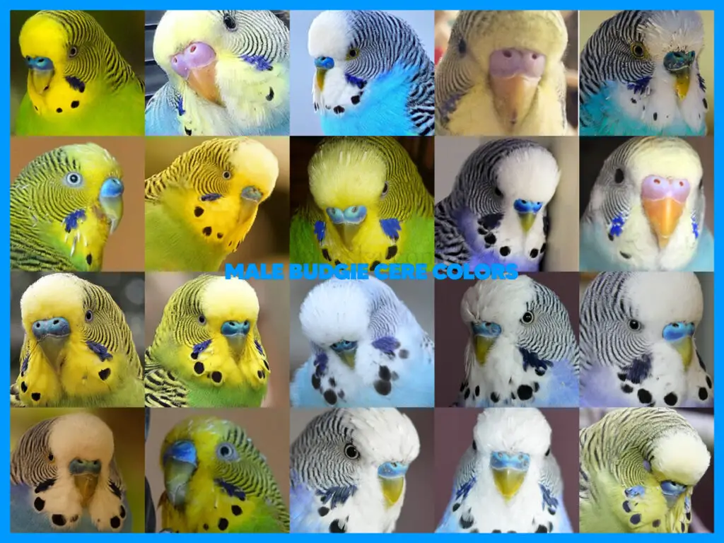 Male Or Female? How To Tell The Sex Of The Budgie? +Photos +Step By Step Budgie Gender Identification +Adult, Baby, Young