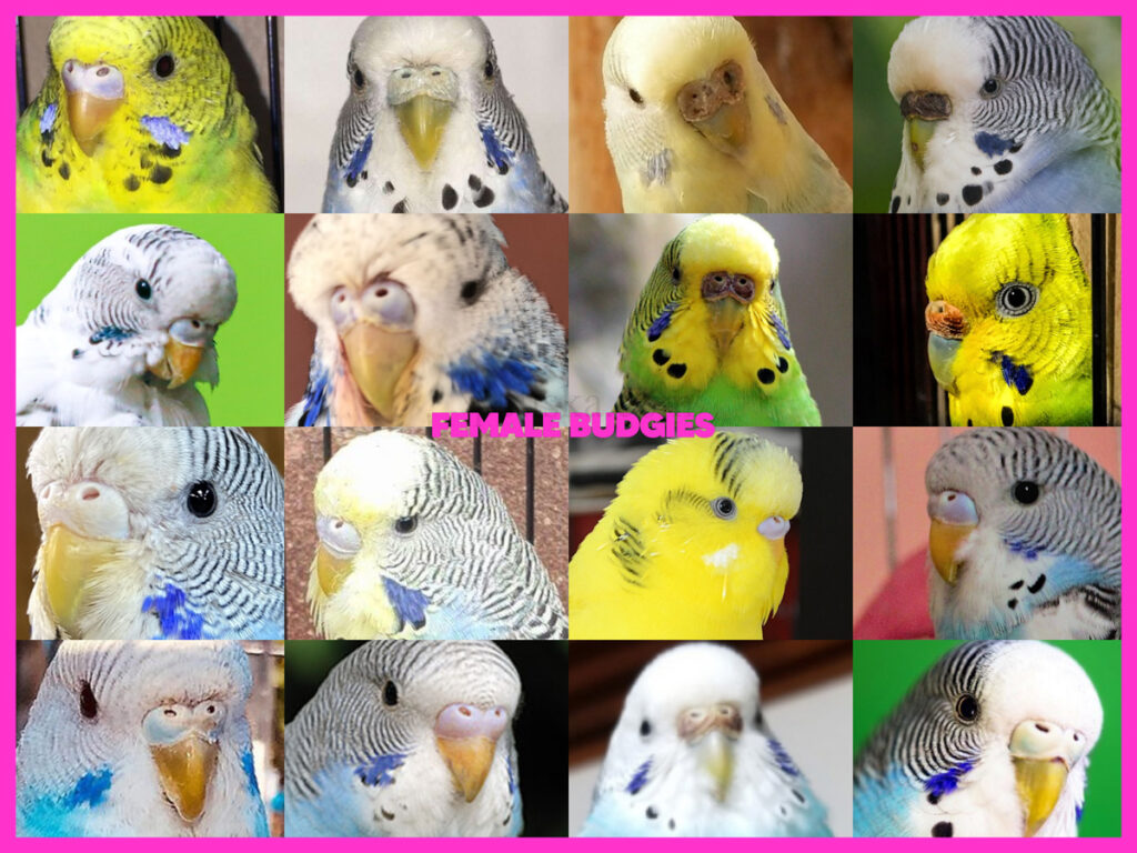 Male Or Female? How To Tell The Sex Of The Budgie? +Photos +Step By Step Budgie Gender Identification +Adult, Baby, Young