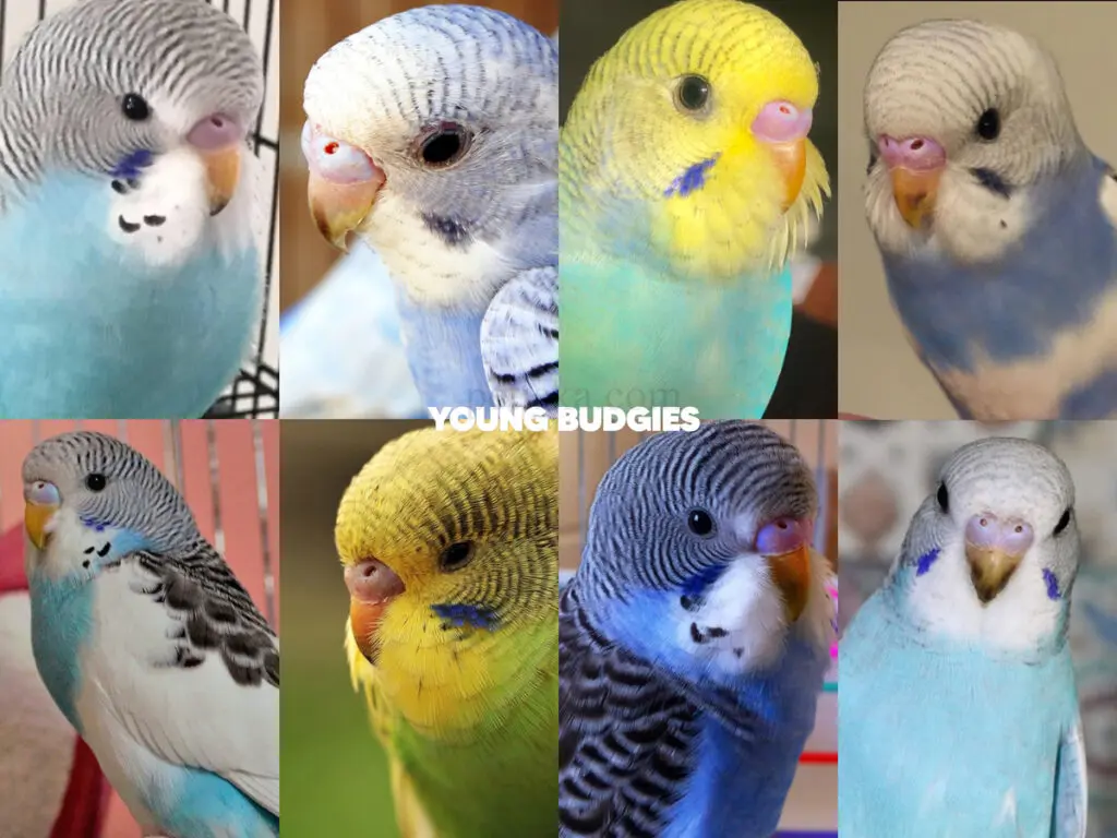 Male Or Female? How To Tell The Sex Of The Budgie? +Photos +Step By Step Budgie Gender Identification +Adult, Baby, Young