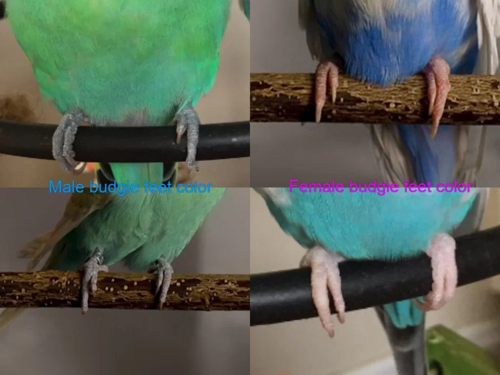 Male Or Female? How To Tell The Sex Of The Budgie? +Photos +Step By Step Budgie Gender Identification +Adult, Baby, Young