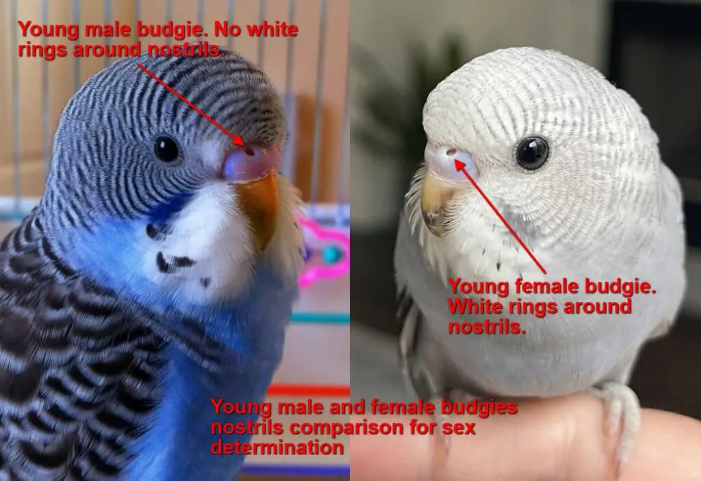 Male Or Female? How To Tell The Sex Of The Budgie? +Photos +Step By Step Budgie Gender Identification +Adult, Baby, Young