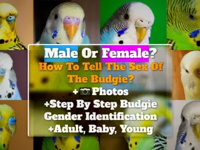 Male Or Female? How To Tell The Sex Of The Budgie? +Photos +Step By Step Budgie Gender Identification +Adult, Baby, Young