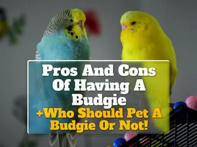 The Pros And Cons Of Having A Budgie +Who Should Pet A Budgie Or Not!