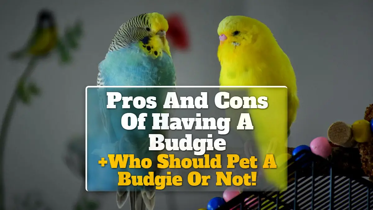 Pros And Cons Of Having A Budgie +Who Should Pet A Budgie Or Not!