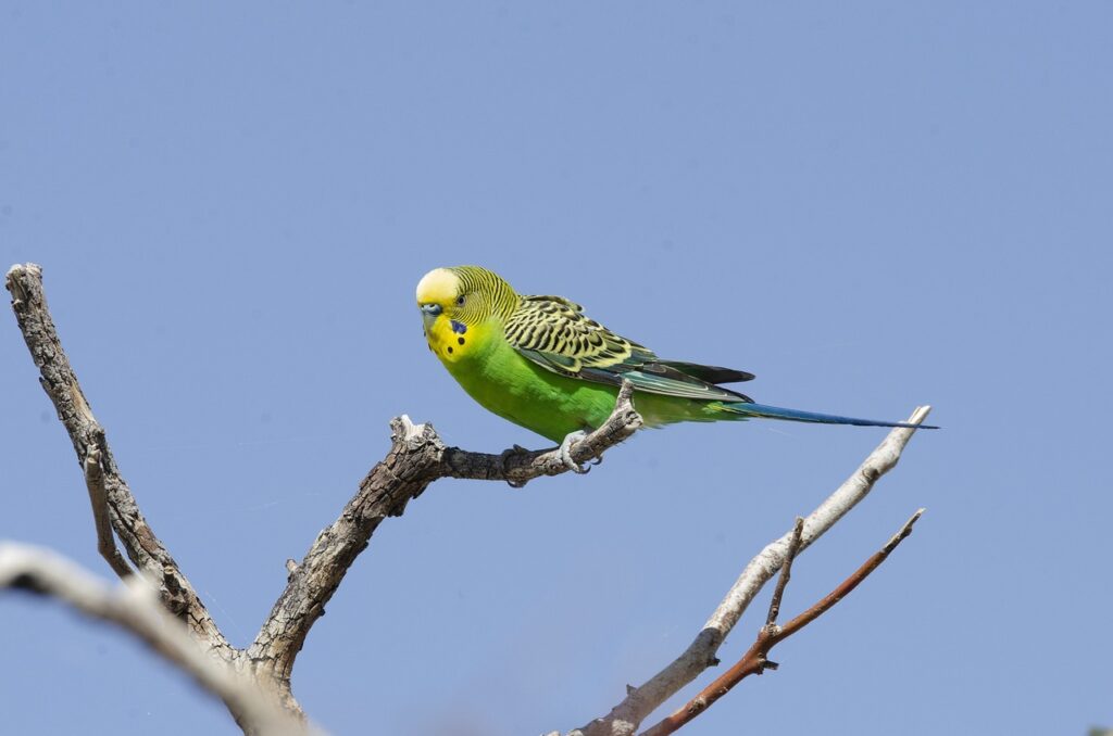 What Habitats Do Budgies Live In?