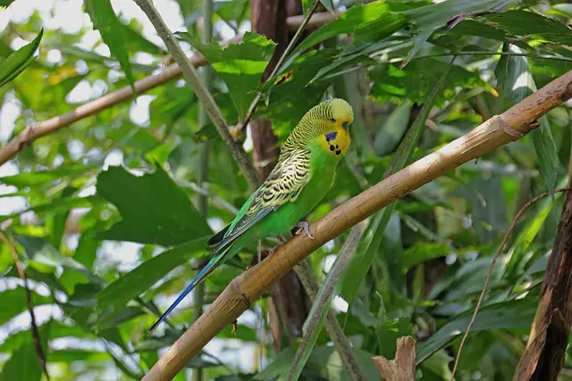 What Habitats Do Budgies Live In?