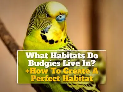 What Habitats Do Budgies Live In? +How To Create A Perfect Habitat