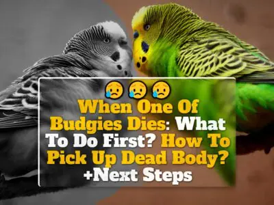 When One Of Budgies Dies: What To Do First? How To Pick Up Dead Body? +Next Steps