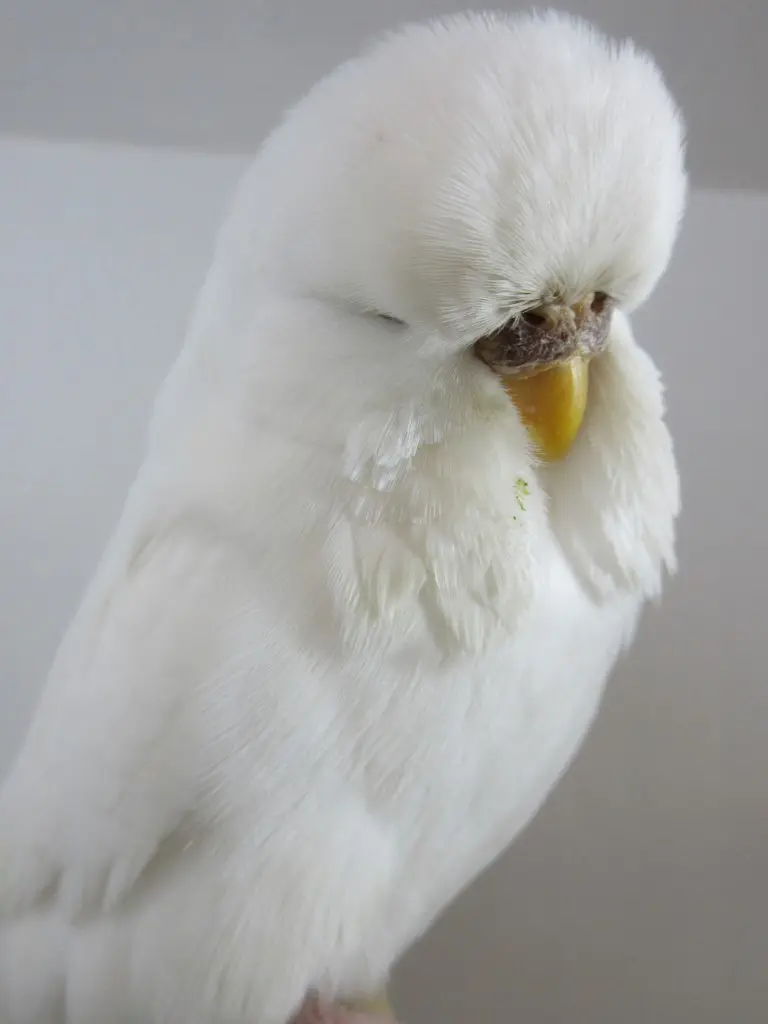 White Budgies: Albino, Dark Eyed Clear, DF Spangle Mutations, How To Produce, Photos, Videos