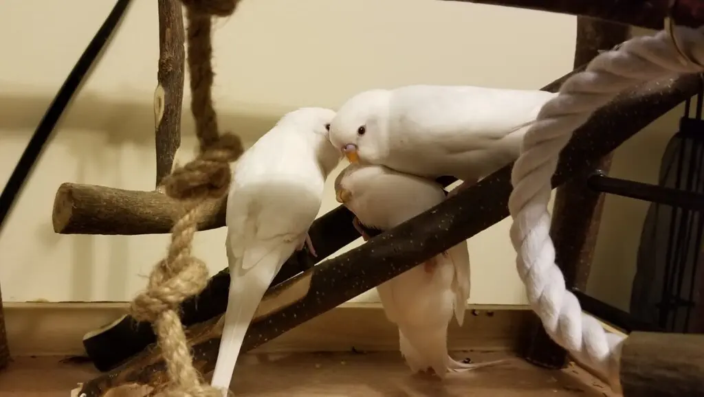 White Budgies: Albino, Dark Eyed Clear, DF Spangle Mutations, How To Produce, Photos, Videos