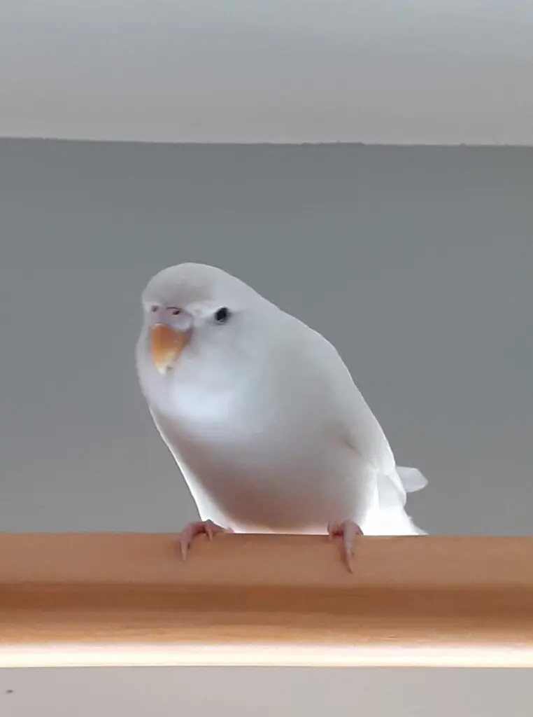 White Budgies: Albino, Dark Eyed Clear, DF Spangle Mutations, How To Produce, Photos, Videos