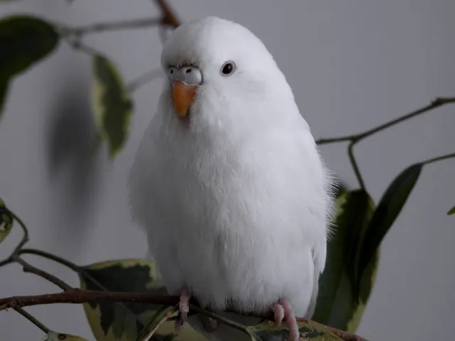 White Budgies: Albino, Dark Eyed Clear, DF Spangle Mutations, How To Produce, Photos, Videos