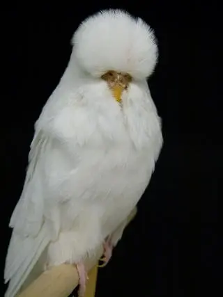 White Budgies: Albino, Dark Eyed Clear, DF Spangle Mutations, How To Produce, Photos, Videos