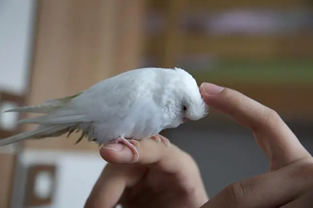 White Budgies: Albino, Dark Eyed Clear, DF Spangle Mutations, How To Produce, Photos, Videos