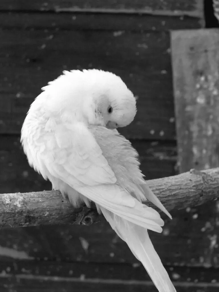 White Budgies: Albino, Dark Eyed Clear, DF Spangle Mutations, How To Produce, Photos, Videos