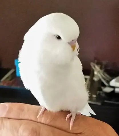 White Budgies: Albino, Dark Eyed Clear, DF Spangle Mutations, How To Produce, Photos, Videos