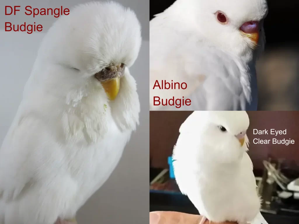 White Budgies: Albino, Dark Eyed Clear, DF Spangle Mutations, How To Produce, Photos, Videos