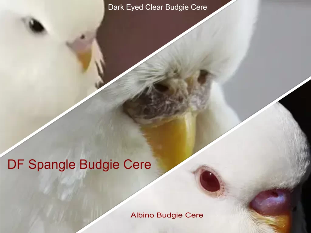 White Budgies: Albino, Dark Eyed Clear, DF Spangle Mutations, How To Produce, Photos, Videos